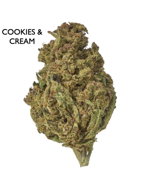 ON SPECIAL FLOWER - Cookies & Cream