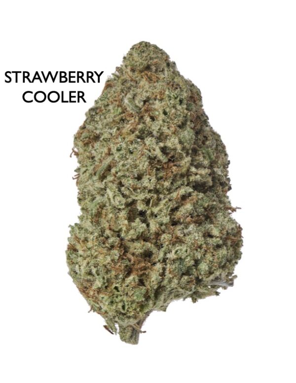 ON SPECIAL FLOWER - Strawberry Cooler