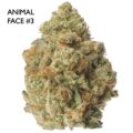 ON SPECIAL GAS AAAA - Animal Face #3