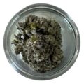 STAR DUST - PINK ROCKSTAR
