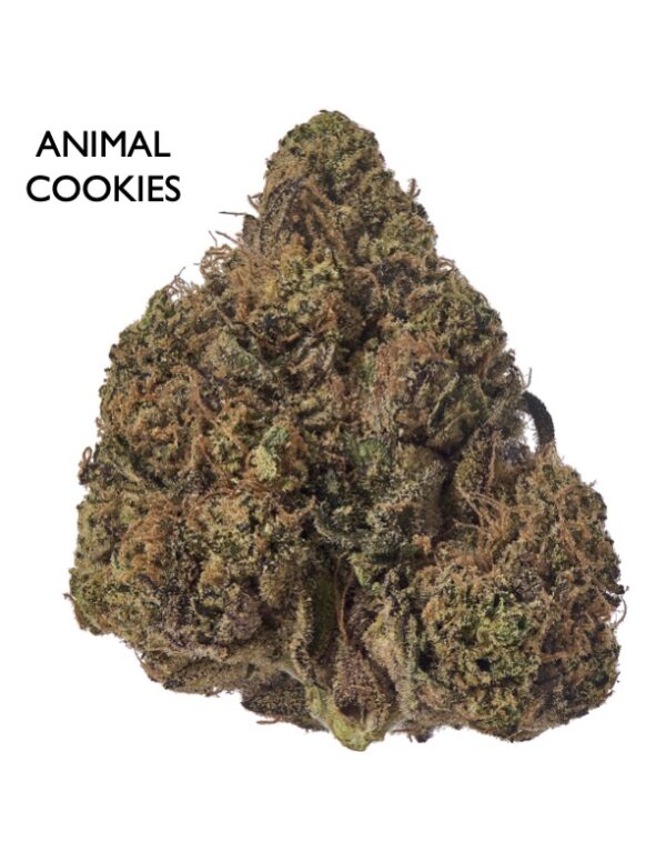 ON SPECIAL FLOWER - Animal Cookies