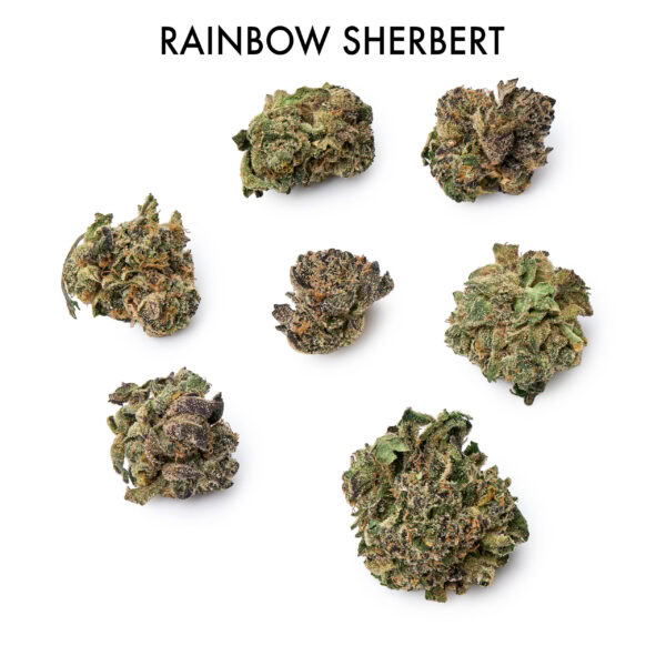 ON SPECIAL FLOWER - Rainbow Sherbert