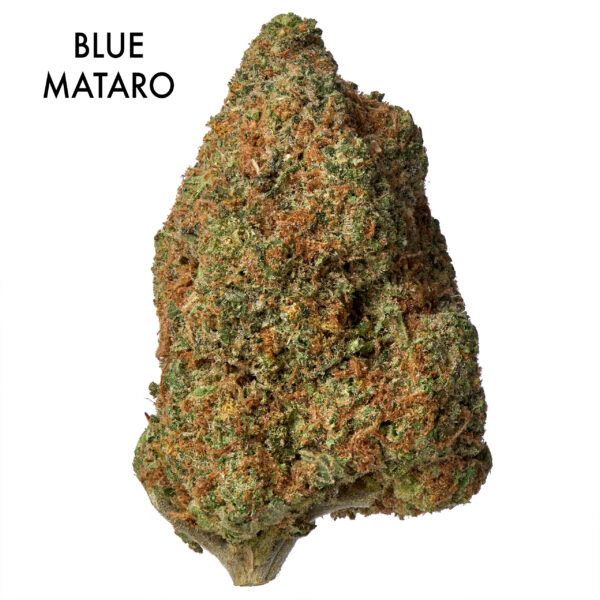 ON SPECIAL FLOWER - Blue Mataro