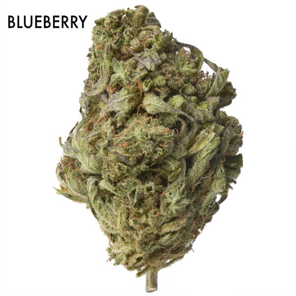 ON SPECIAL FLOWER width=