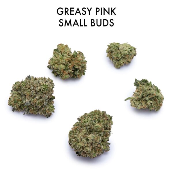ON SPECIAL FLOWER - Greasy Pink