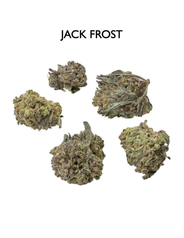ON SPECIAL FLOWER - Jack Frost